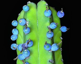 Bilberry Cactus, vivid Blue, 10 seeds, sweet magenta berries, delicious fruit, Myrtillocactus geometrizans, windowsill garden