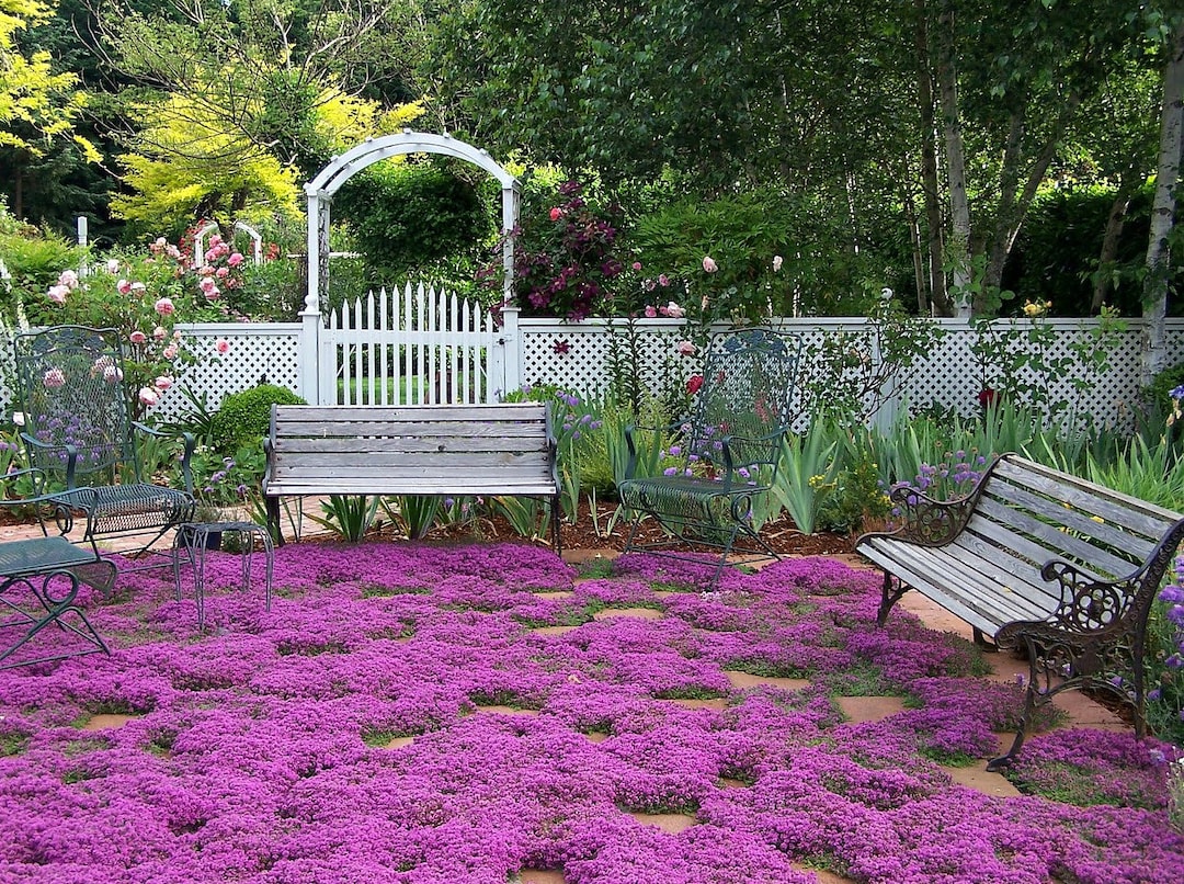 Creeping Thyme Ground Cover, 1000 Seeds, Fragrant Herb, Pink Blooms