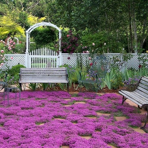 Creeping Thyme ground cover, 1000 seeds, fragrant herb, pink blooms, perennial zones 4 to 9, sun or light shade, deerproof, Thymus serpyllum Bild 1