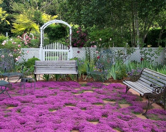 Creeping Thyme ground cover, 1000 seeds, fragrant herb, pink blooms, perennial zones 4 to 9, sun or light shade, deerproof, Thymus serpyllum