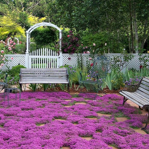 Creeping Thyme ground cover, 1000 seeds, fragrant herb, pink blooms, perennial zones 4 to 9, sun or light shade, deerproof, Thymus serpyllum