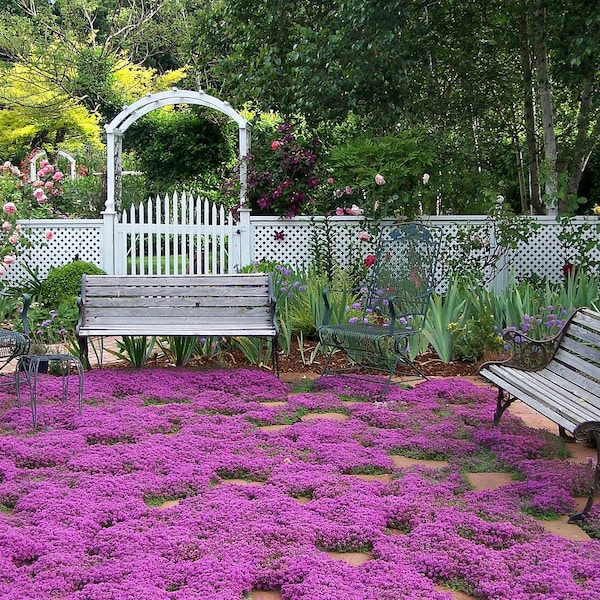 Creeping Thyme ground cover, 1000 seeds, fragrant herb, pink blooms, perennial zones 4 to 9, sun or light shade, deerproof, Thymus serpyllum