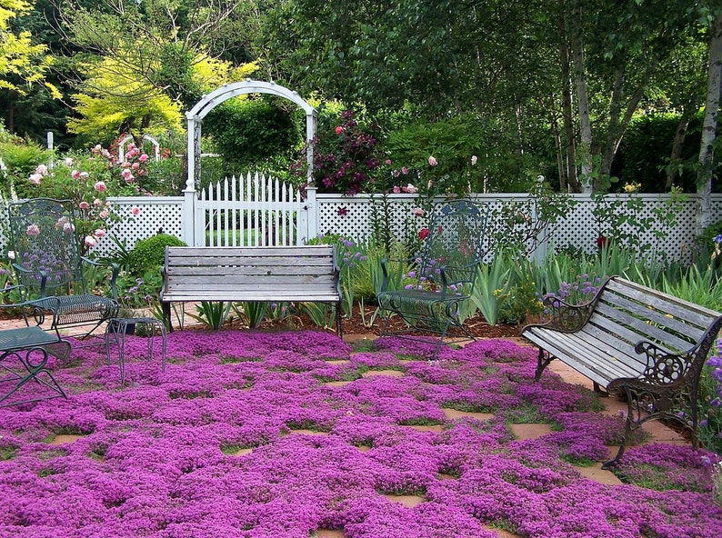 Creeping Thyme Ground Cover 1000 Seeds Fragrant Herb Pink Image 0
