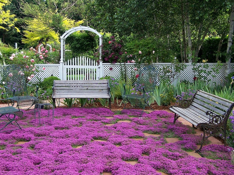 Creeping Thyme ground cover, 1000 seeds, fragrant herb, pink blooms, perennial zones 4 to 9, sun or light shade, deerproof, Thymus serpyllum image 1