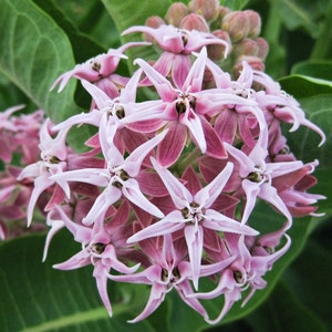 Asclepias speciosa, Showy Milkweed, 25 seeds, butterfly garden, showy pink blooms, cold hardy, zones 3 to 9, drought tolerant, easy to grow image 3