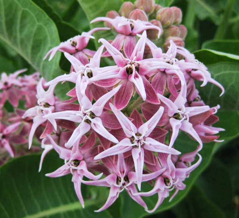 Asclepias speciosa, Showy Milkweed, 25 seeds, butterfly garden, showy pink blooms, cold hardy, zones 3 to 9, drought tolerant, easy to grow image 3