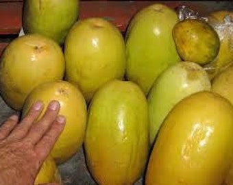 snap challenge maraca passion fruit squash