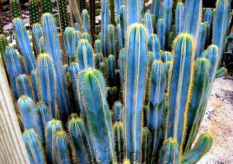 10 seeds night blooming full sun windowsill Blue Torch Cactus glorious