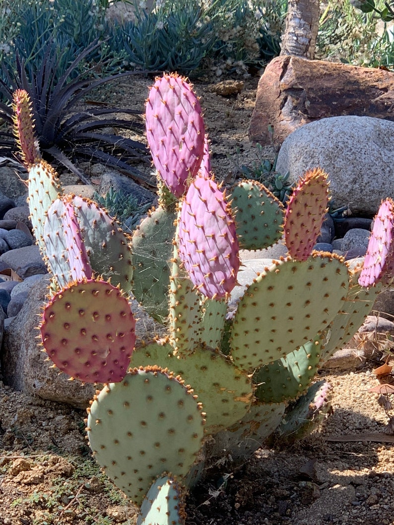 Opuntia Santa Rita Cactus, 10 seeds, purple pads, yellow flowers, magenta fruit, Opuntia violacea, drought tolerant, ornamental cactus image 7