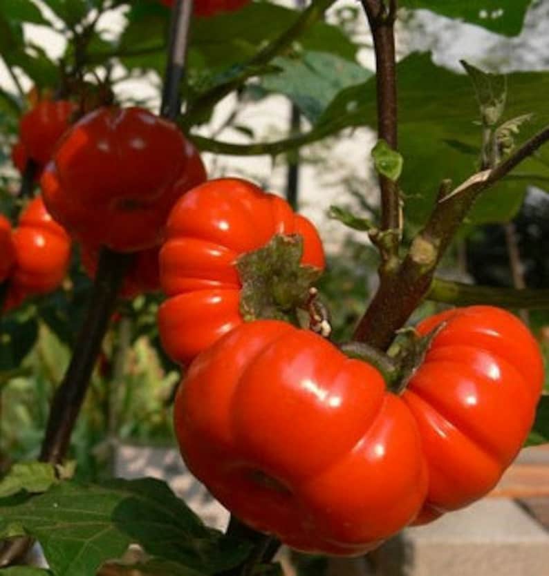 Pumpkin on a Stick, Hmong Eggplant, 15 seeds, Solanum integrifolium, easy annual, all zones, showy orange fruit, neat dried flower image 4