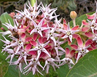 Asclepias speciosa, Showy Milkweed, 25 seeds, butterfly garden, showy pink blooms, cold hardy, zones 3 to 9, drought tolerant, easy to grow