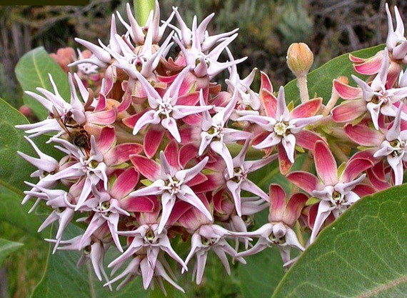 Common Milkweed 25 seeds Common Milkweed 25 seeds