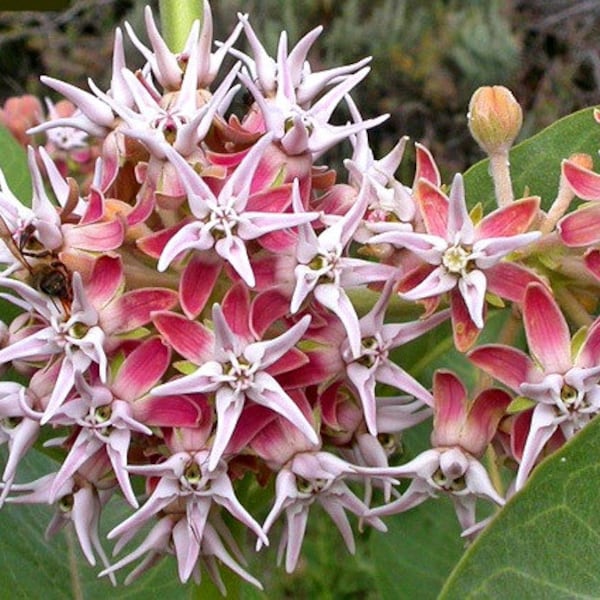 Asclepias speciosa, Showy Milkweed, 25 seeds, butterfly garden, showy pink blooms, cold hardy, zones 3 to 9, drought tolerant, easy to grow