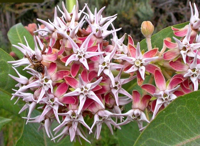 Asclepias speciosa, Showy Milkweed, 25 seeds, butterfly garden, showy pink blooms, cold hardy, zones 3 to 9, drought tolerant, easy to grow image 1