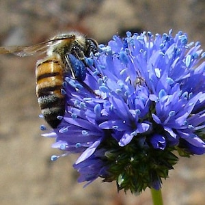 Blue Thimble Flower, 250 seeds, Gilia capitata, blue wildflower, great cut flower, loves heat, grows anywhere, xeriscape, butterfly garden