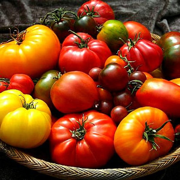 Giant Heirloom Tomato Collection, 75 seeds, Black Krim, Purple Calabash, Pineapple, etc. organic non GMO