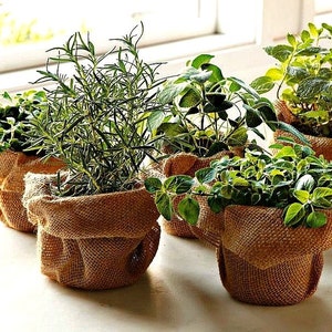 Windowsill Herb Garden Collection, six spices, 1000 seeds, easy indoors, great hostess gift, Sage, Parsley, Thyme, and more image 1