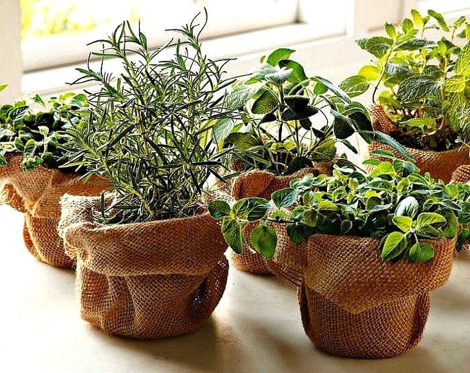 Windowsill Herb Garden Collection, six spices, 1000 seeds, easy indoors, great hostess gift, Sage, Parsley, Thyme, and more