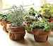 Windowsill Herb Garden Collection, six spices, 1000 seeds, easy indoors, great hostess gift, Sage, Parsley, Thyme, and more
