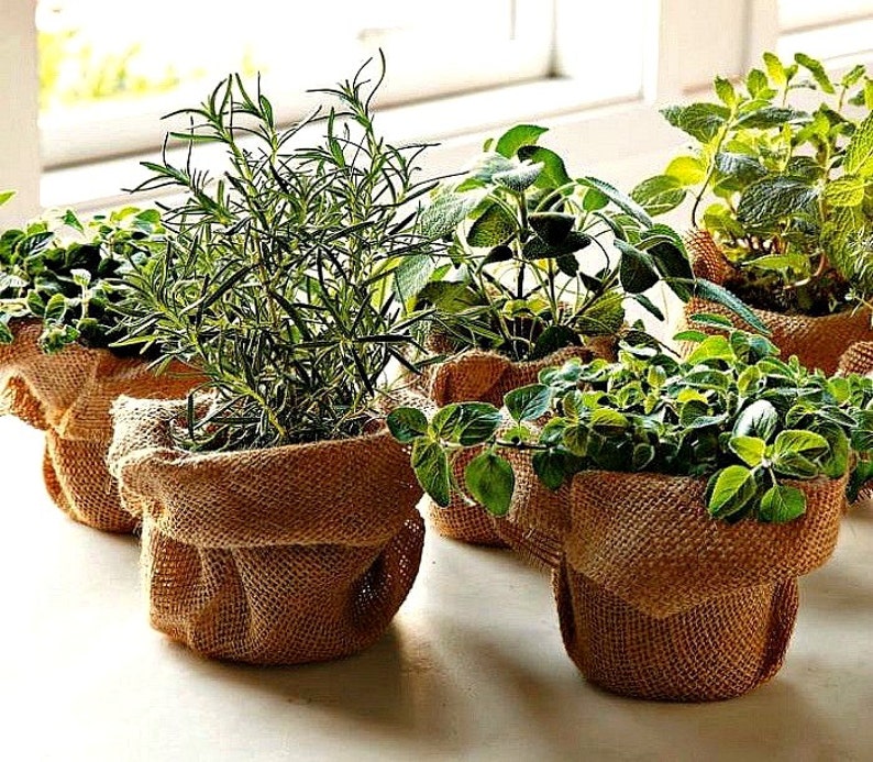 Windowsill Herb Garden Collection, six spices, 1000 seeds, easy indoors, great hostess gift, Sage, Parsley, Thyme, and more image 1