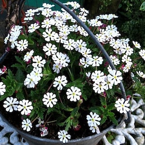 Night Blooming Phlox, 20 seeds, Midnight Candy, fragrant ground cover, Zaluzianskya capensis, sweet creeper, easy all zones, moon garden image 3