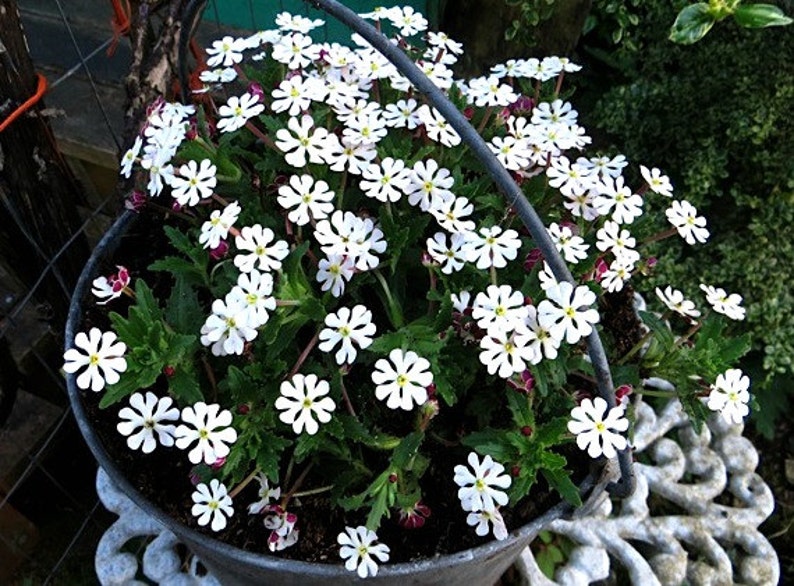 Night Blooming Phlox, 20 seeds, Midnight Candy, fragrant ground cover, Zaluzianskya capensis, sweet creeper, easy all zones, moon garden image 3