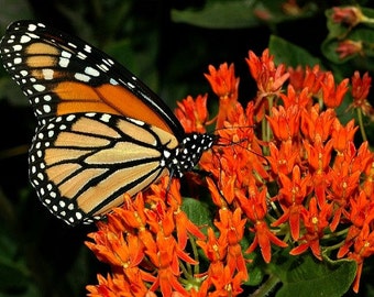 Butterfly Milkweed, Asclepias tuberosa, 25 wildflower seeds, vibrant orange, Monarch host, all zones, cold hardy, sun or shade, sow in fall