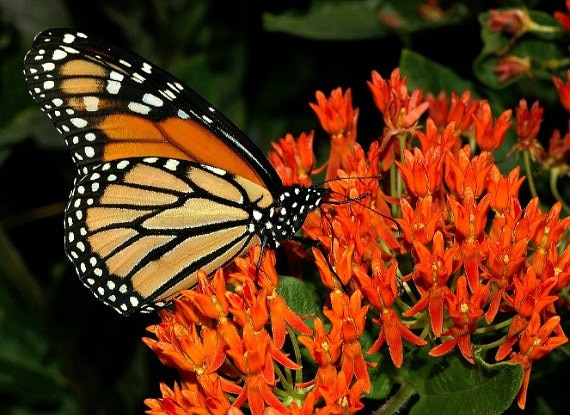 Toms monarch cheap butterfly shoes