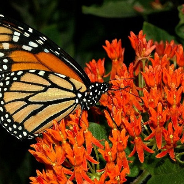 Butterfly Milkweed, Asclepias tuberosa, 25 wildflower seeds, vibrant orange, Monarch host, all zones, cold hardy, sun or shade, sow in fall