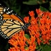 see more listings in the Butterfly Garden section