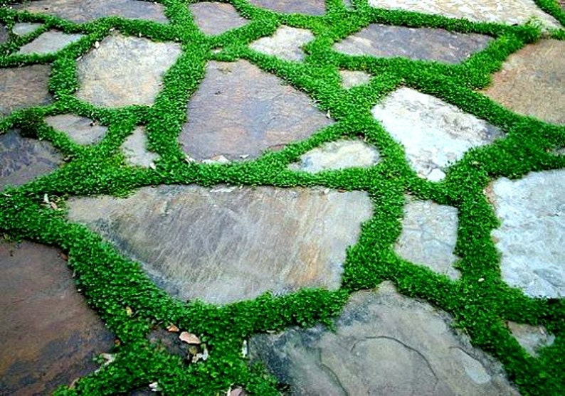 flagstones