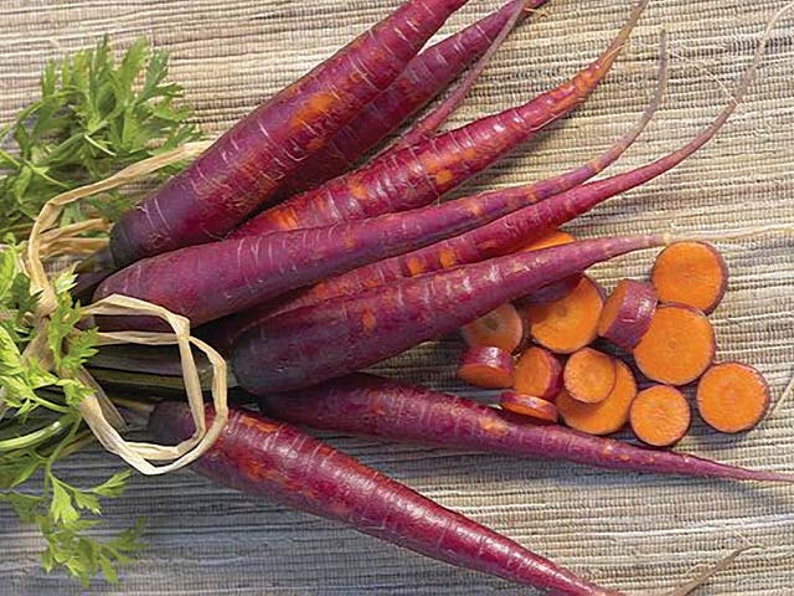 Rainbow Carrot Mix seven fancy heirlooms, 350 seeds, spring garden, fun for kids, non GMO, crazy colors image 3