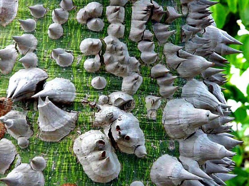 Silk Floss Tree Chorisia 10 Seeds Ceiba Kapok Tree Huge Etsy