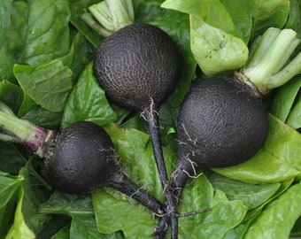 Black Spanish Radish, 250 seeds, plant in fall, heirloom, keeps for long time, spiciness declines when cooked