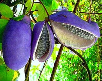 Akebia trifoliata, Chocolate Vine, 5 rare seeds, fragrant blooms, Japanese heirloom, cold hardy, sweet purple fruit, blooms in sun or shade