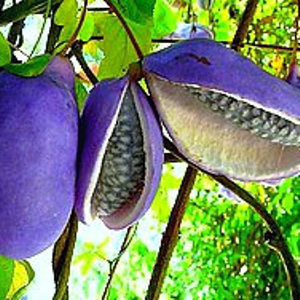 Akebia trifoliata, Chocolate Vine, 10 rare seeds, fragrant blooms, Japanese heirloom, cold hardy, sweet purple fruit, blooms in sun or shade