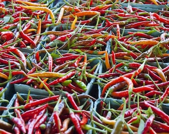 Collection de piments forts exotiques, 50 graines, excellent cadeau pour les jardiniers, échantillonneur de chili, 5 piments féroces, poisson, lanterne en papier, Fatalii