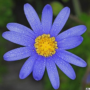 Blue Marguerite, Felicia amelloides, 15 seeds, full sun, sturdy perennial, zones 8 to 11, low water, easy care, sun or shade, vibrant blue