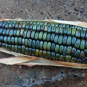 Oaxacan Green Dent Corn, 25 bulk seeds, gorgeous heirloom from Mexico, nutty flavor, cool ornamental, hearty flavor, make green tortillas!