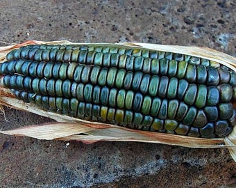 Oaxacan Green Dent Corn, 25 bulk seeds, gorgeous heirloom from Mexico, nutty flavor, cool ornamental, hearty flavor, make green tortillas!