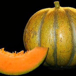 Tiny French Melon, Petit Gris De Rennes, 10 heirloom seeds, cool climates, small gardens, ripens early, productive, tastes like brown sugar