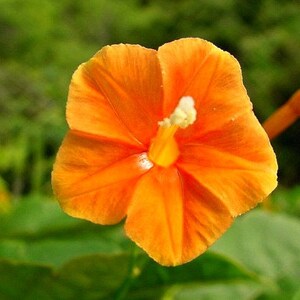 May include: A single orange flower with a white center, blooming against a green background.