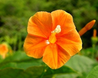 Orange Morning Glory, tiny Orange Noah, 10 rare seeds, vigorous vine, all zones, houseplant, container plant. Ipomea bederifolia