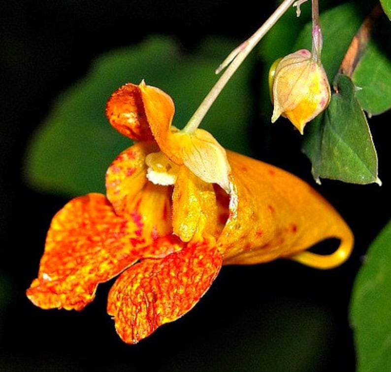 Jewelweed Impatiens capensis 10 seeds poison ivy cure Etsy