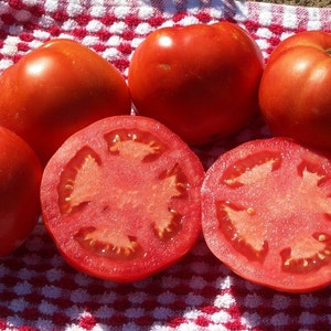 Super early, Sub Arctic Plenty, heirloom tomato, Chilly Willie, 15 seeds, non GMO, short season, loves cool weather, tasty and easy to grow
