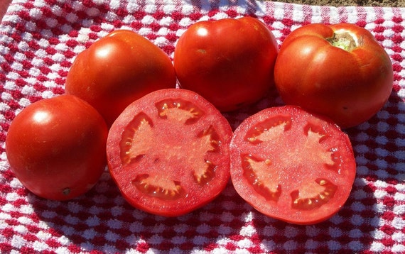 Super early, Sub Arctic Plenty, heirloom tomato, Chilly Willie, 15 seeds, non GMO, short season, loves cool weather, tasty and easy to grow