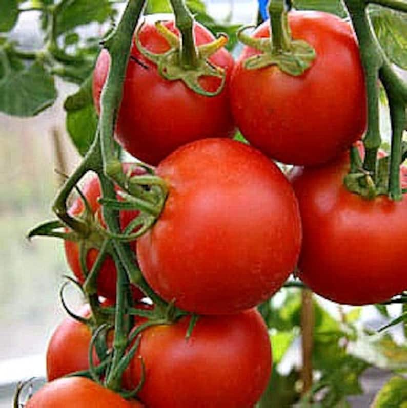 May include: Close-up of a cluster of ripe red tomatoes hanging on a vine. The tomatoes are round and smooth, with a glossy finish.