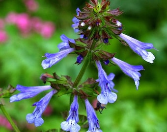 Salvia lyrata, Lyre Leaf Sage, 10 seeds, cool foliage, lavender blooms, sun or shade, zones 4 to 10, drought tolerant, hummingbird favorite