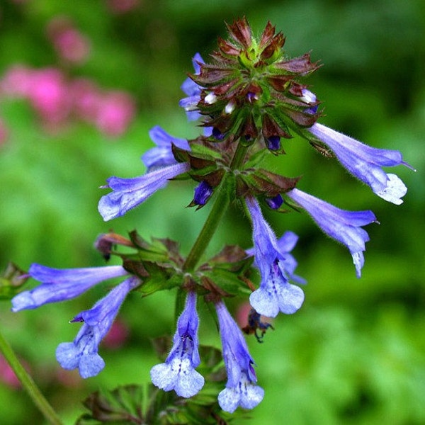 Salvia lyrata, Lyre Leaf Sage, 10 seeds, cool foliage, lavender blooms, sun or shade, zones 4 to 10, drought tolerant, hummingbird favorite