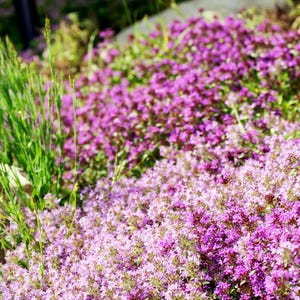 Creeping Thyme Seeds: Fragrant Herb, Pink Blooms - Deerproof Ground Cover bild 3